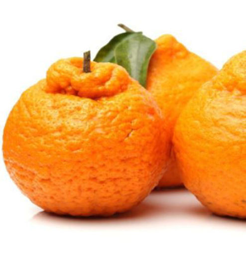 图片 丑橘 ca.400/500g 大号约2-3颗 Grapefruit