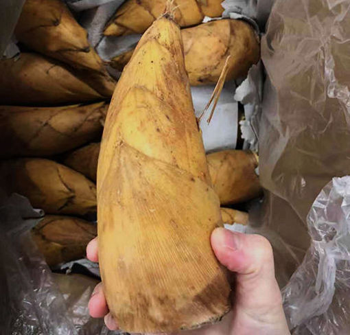 图片 建议express快递! 新鲜冬笋  一颗 ca.400-500g