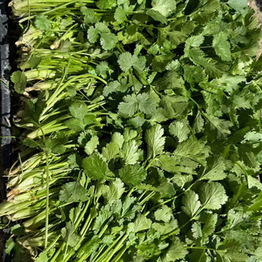 图片 香菜 1捆 60/70g+ 
