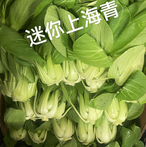 图片 迷你上海青菜 ca.400g