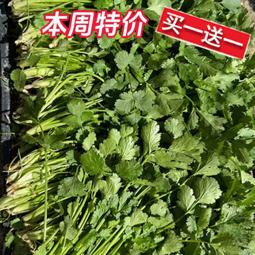 图片 买一送一! 香菜 无根 60/70g+ 